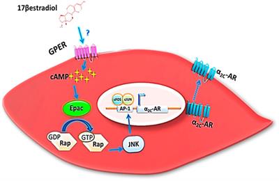 G protein estrogen receptor as a potential therapeutic target in Raynaud’s phenomenon